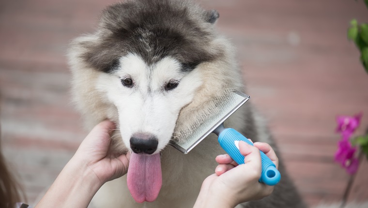 Asian woman using a comb brush the siberian husky puppy