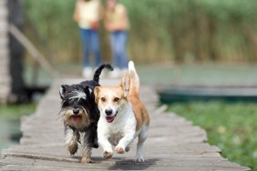 Two adorable dogs running on wooden dock