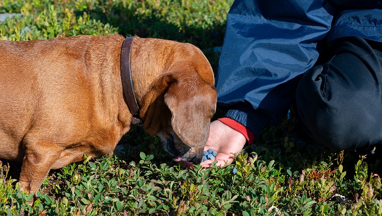 Boy and small funny dog collect and eat blueberries on a meadow during travel in a mountains.