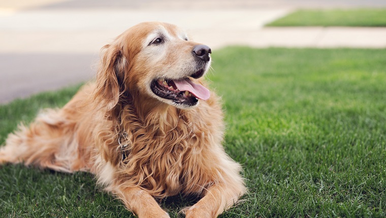 Golden retriever dog laying and panting in green grass on a summer afternoon in Farmington Minnesota 2011.