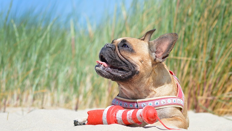 animal outdoor photography