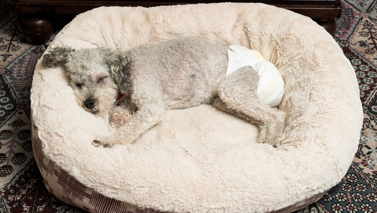 Old yorkshire terrier poodle mix dog asleep on her bed and wearing a doggy diaper for incontinence