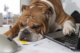 English Bulldog exhausting by busy day laid his head on the table to rest.