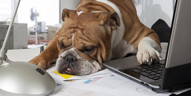 English Bulldog exhausting by busy day laid his head on the table to rest.