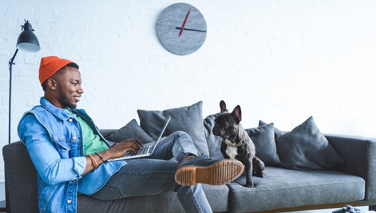 Frenchie dog by owner african american man working on laptop