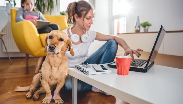 Small yellow dog sitting on the floor by the woman who is petting him at home