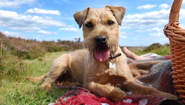 A Patterdale / Border Terrier cross laid down on a picnic blanket with a picnic basket on the edge of the frame