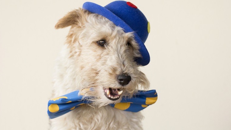 A fox terrier is dressed up like a clown and he's got the mouth open.