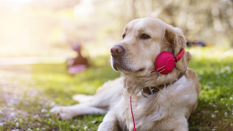 dog listening to music