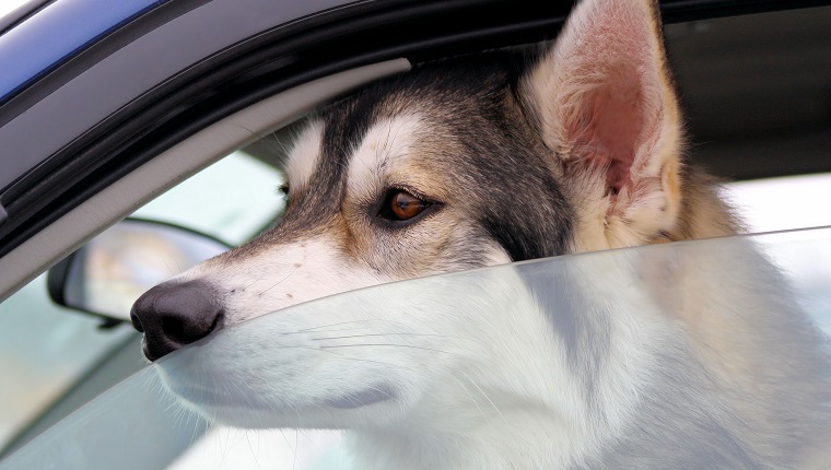 Dog waiting and watching for owner to return - left behind in vehicle with window slightly open in summertime