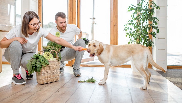 Young couple feeding their dog with healthy green food from the eco market at home