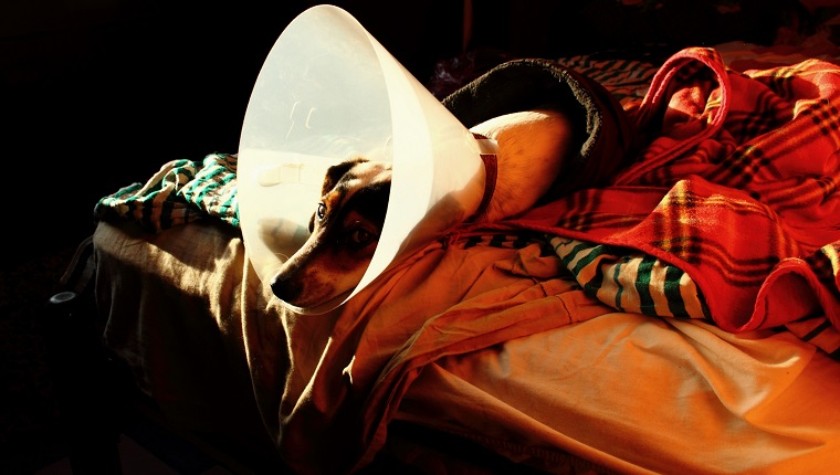 Portrait Of Dog With Cone Sleeping On Bed