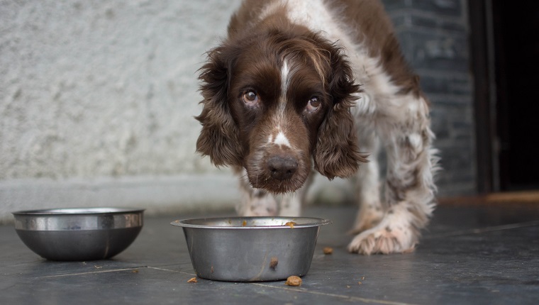 Seventeen year old English Springer Spaniel