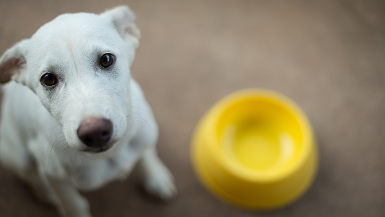 High Angle Portrait Of Dog Sitting By Bowl