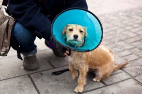 Dog is wearing space collar after operation.