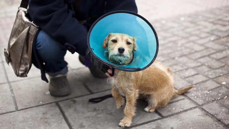 Dog is wearing space collar after operation.