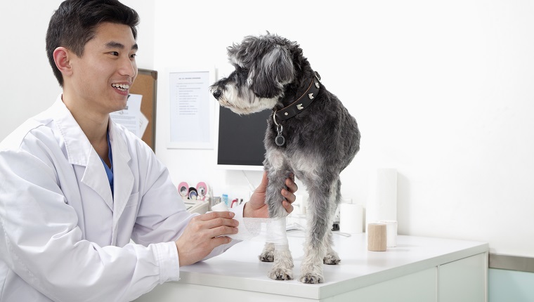 Dog in veterinarian's office