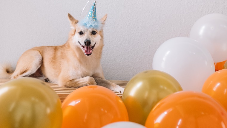 Roscoe the Shiba Mix is celebrating his 6th Birthday!