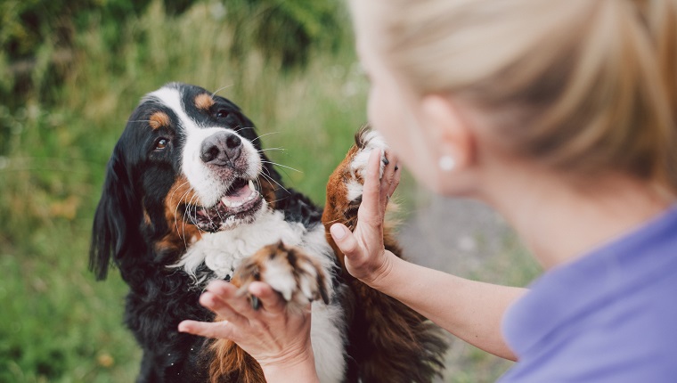 Woman giving high five to her bernese mountain dog outdoor.