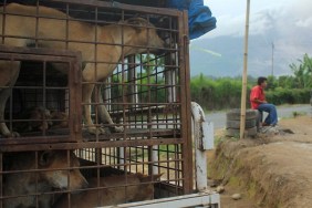 KARO, INDONESIA - JUNE 21: Caged dogs wait to be sold in a market on June 21, 2015 in Karo, North Sumatra, Indonesia. Indonesia is predominantly a Muslim country, a faith which considers dog meat, along with pork to be 'haram' (ritually unclean) and therefore discourages its consumption. However, dog meat is eaten by several of Indonesia's non-Muslim minorities. PHOTOGRAPH BY Jefta Images / Barcroft Media (Photo credit should read Jefta Images / Barcroft Media via Getty Images)