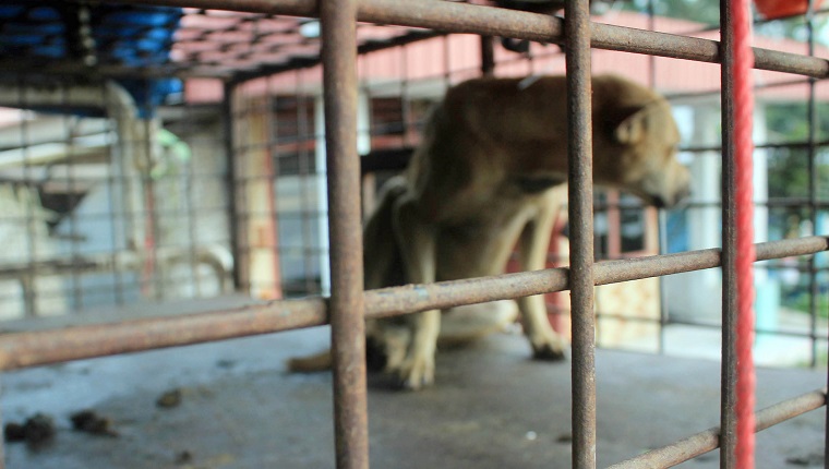 KARO, INDONESIA - JUNE 21: Caged dogs wait to be sold in a market on June 21, 2015 in Karo, North Sumatra, Indonesia. Indonesia is predominantly a Muslim country, a faith which considers dog meat, along with pork to be 'haram' (ritually unclean) and therefore discourages its consumption. However, dog meat is eaten by several of Indonesia's non-Muslim minorities. PHOTOGRAPH BY Jefta Images / Barcroft Media (Photo credit should read Jefta Images / Barcroft Media via Getty Images)