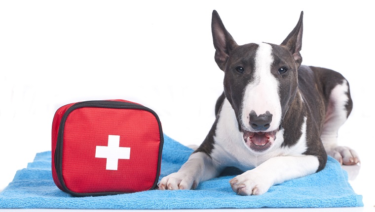 Cute dog with first aid kit isolated