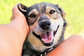 funny beautiful dog crouched his face with pleasure and gaped his mouth from the hands of a man scratching behind his ear