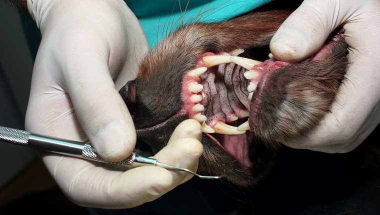 Vet in the dentist office