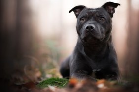 Staffordshire Bullterrier lying on the forest floor