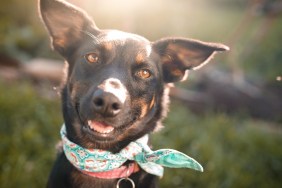 Cute black mutt dog outdoor portrait