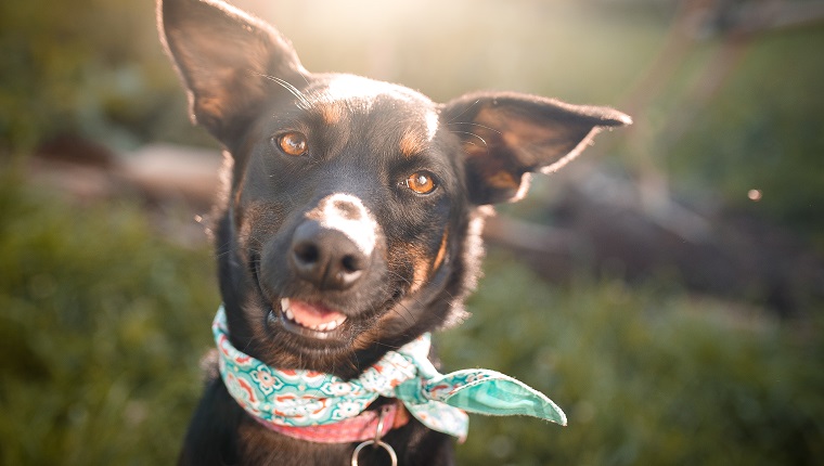 Cute black mutt dog outdoor portrait