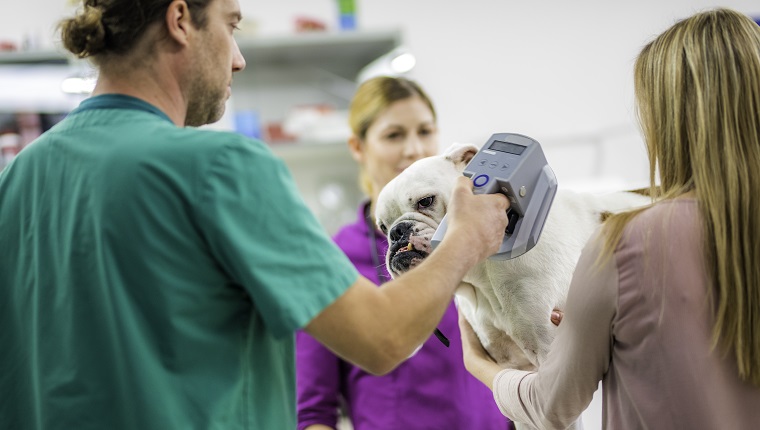 English bulldog at the veterinarians office getting scanned for the chip.