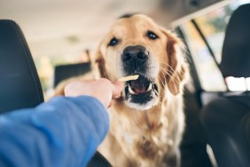 Golden retriever eats a french fry