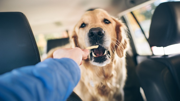 Golden retriever eats a french fry