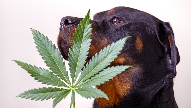 Detail of cannabis leaf and rottweiler dog isolated over white - medical marijuana for pets concept