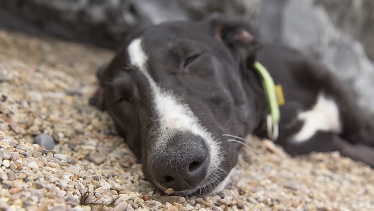 Enjoy the beach with your pet