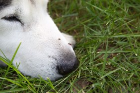 Mosquito bite on dog face while dog sleeping on grass fields.