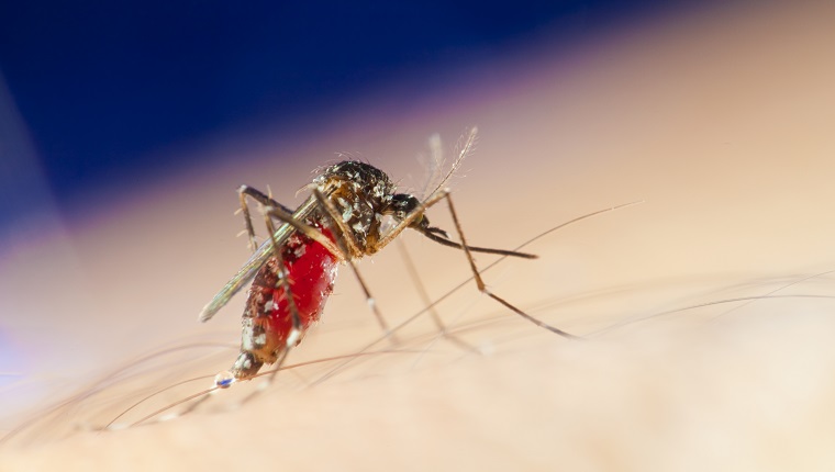 Tiger mosquito macro on human skin. Amazing detail in the eyes.