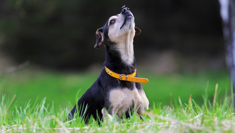 small dog with a mosquito on the nose