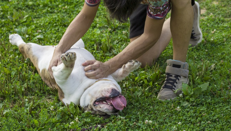 Owner rubbing his dog belly, in grass.