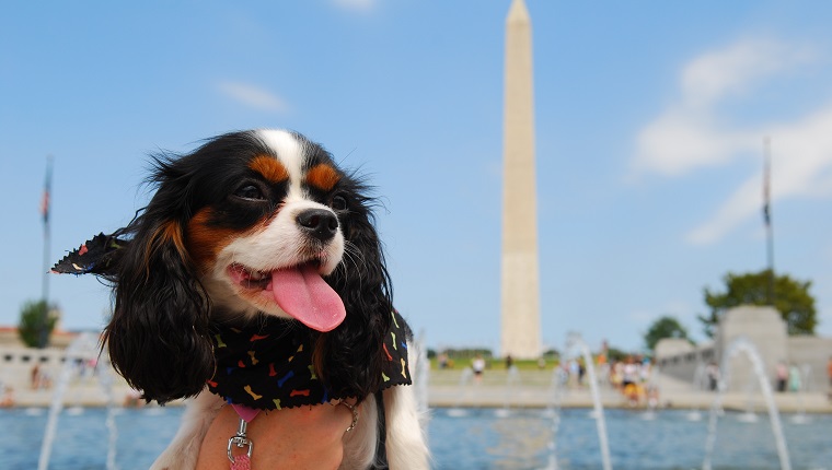 Cavalier King Charles Spaniel