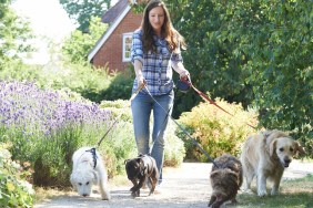 Professional Dog Walker Exercising Dogs In Park