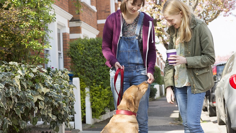 Women meet and talk about Labrador dog while the dog looks up at women.