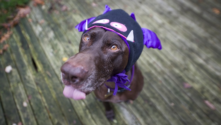 Dog in monster costume