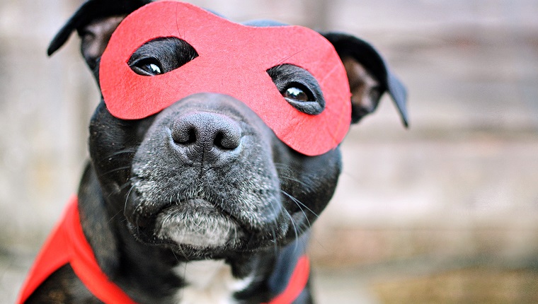 Dog in mask