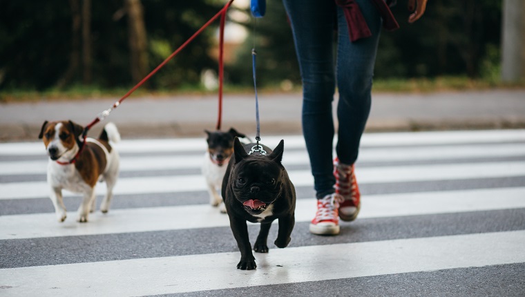 Dog walker with dogs enjoying outdoors.