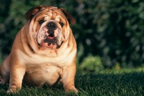 Bulldog Sitting in Grass