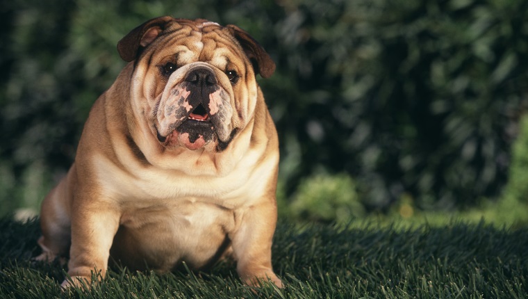 Bulldog Sitting in Grass