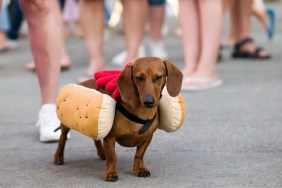 Dachshund dog dressed up as hot dog with ketchup.