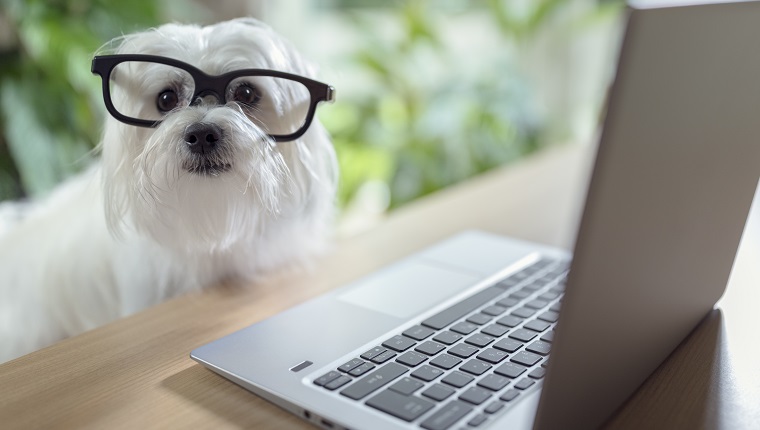 Dog with glasses using laptop computer